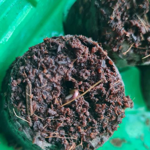 Evergreen growlog photo: 09:44 Uhr