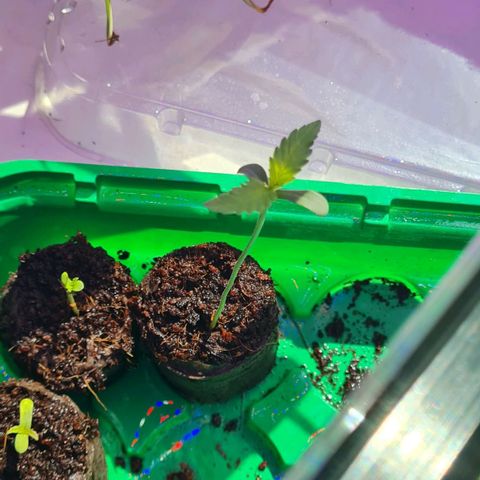 Evergreen growlog timeline photo