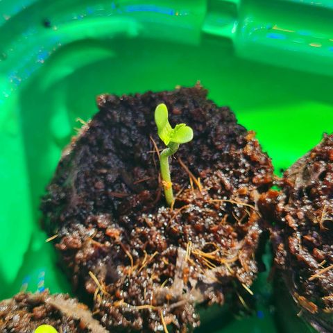 Evergreen growlog timeline photo