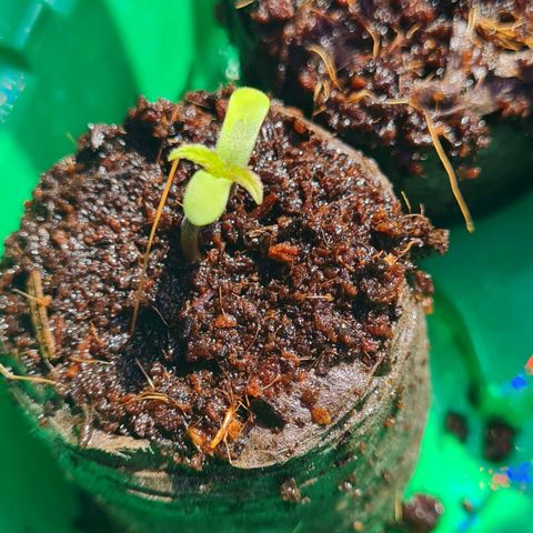 Evergreen growlog timeline photo