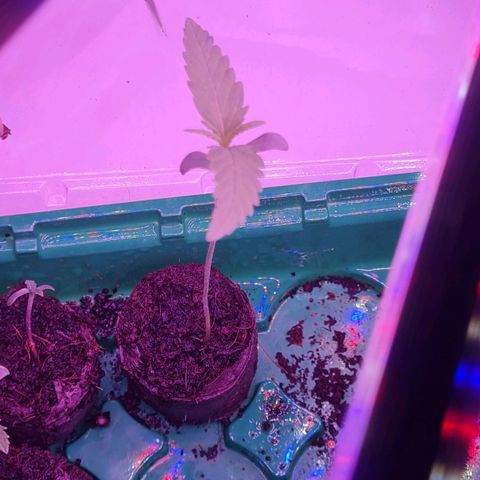 Evergreen growlog timeline photo