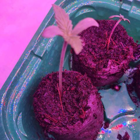 Evergreen growlog timeline photo