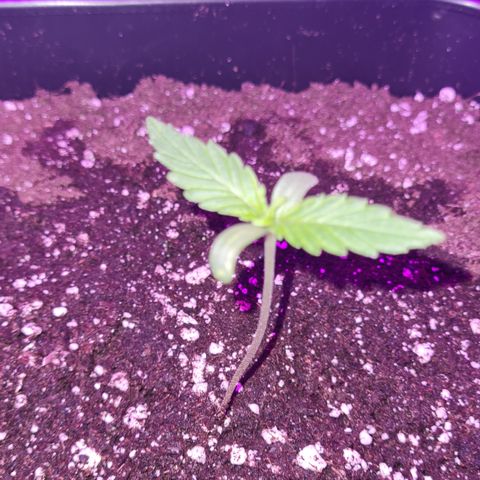 Evergreen growlog photo: Hat sich langsam eingelebt // 18:43 Uhr