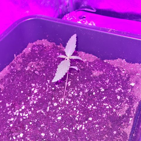 Aurora growlog photo: Ist noch am eingewöhnen // 18:46