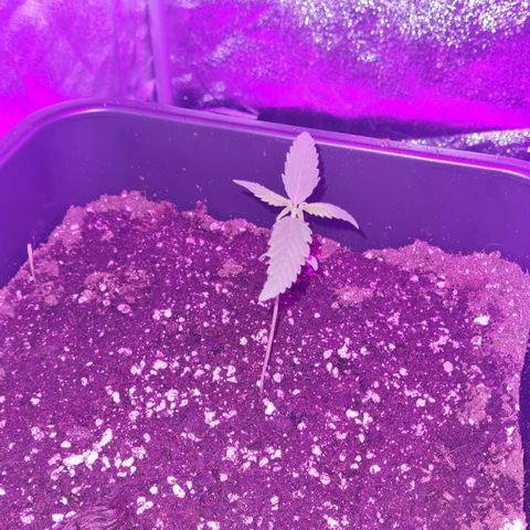 Aurora growlog timeline photo