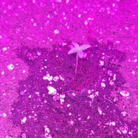 Luna growlog timeline photo