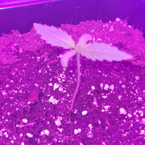 Evergreen growlog timeline photo