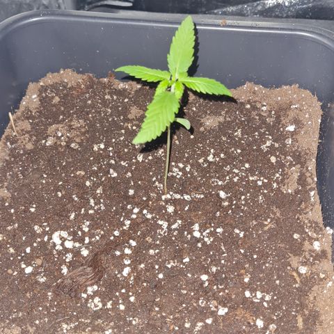 Aurora growlog timeline photo