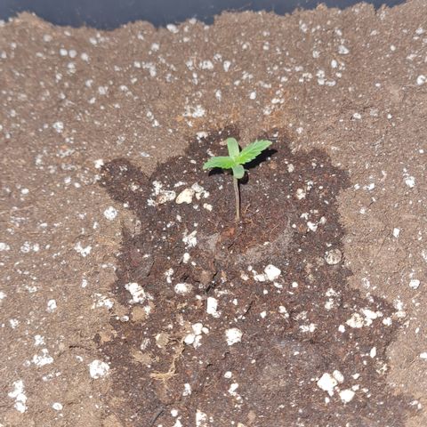 Luna growlog timeline photo