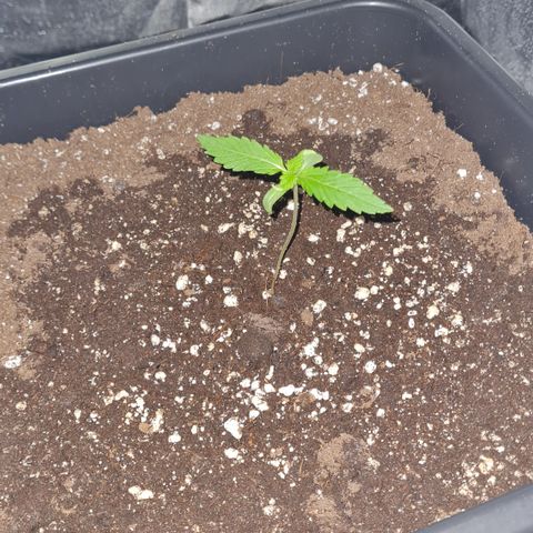 Evergreen growlog timeline photo