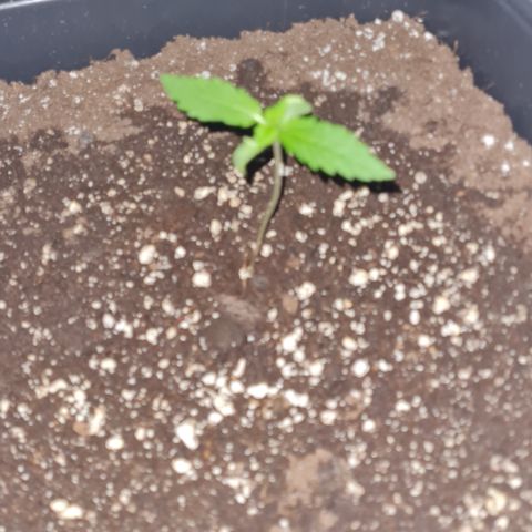 Evergreen growlog timeline photo