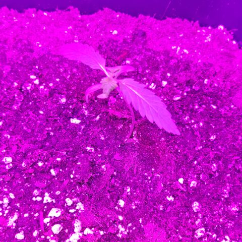 Evergreen growlog photo: Ca. 08:00 Uhr