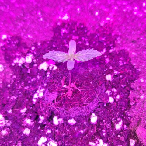 Luna growlog photo: Ca. 08:00 Uhr
