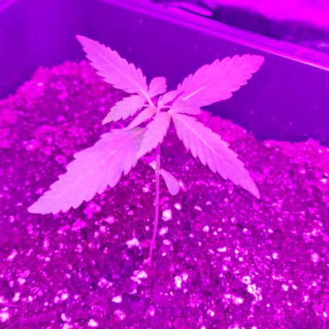 Aurora growlog photo: Ca. 08:00 Uhr