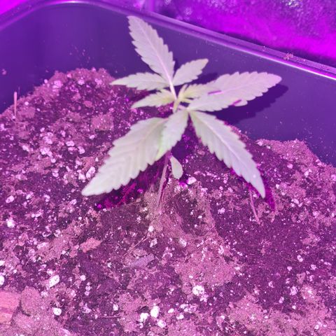 Aurora growlog photo: 19:29