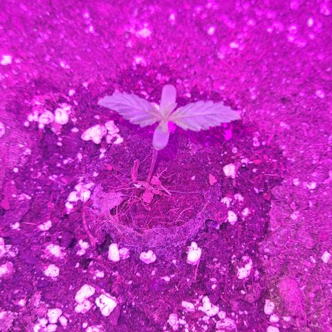 Luna growlog photo: 19:30