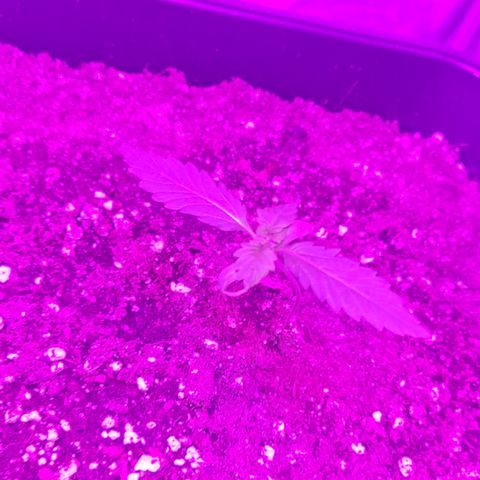 Evergreen growlog photo: 19:30