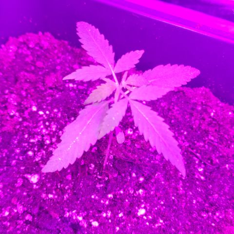 Aurora growlog photo: 09:00 uhr