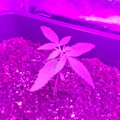 Aurora growlog photo: 09:00 uhr