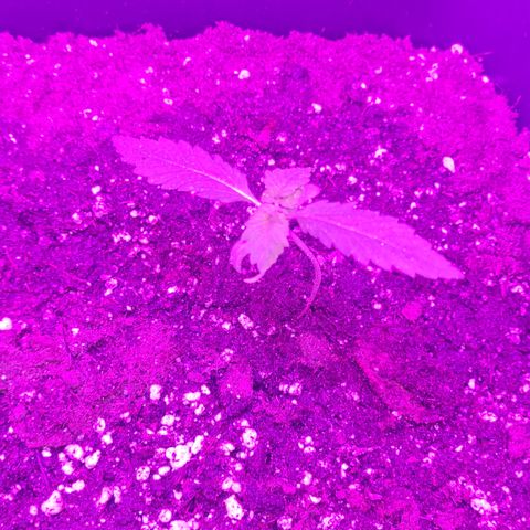 Evergreen growlog photo: 09:00 uhr