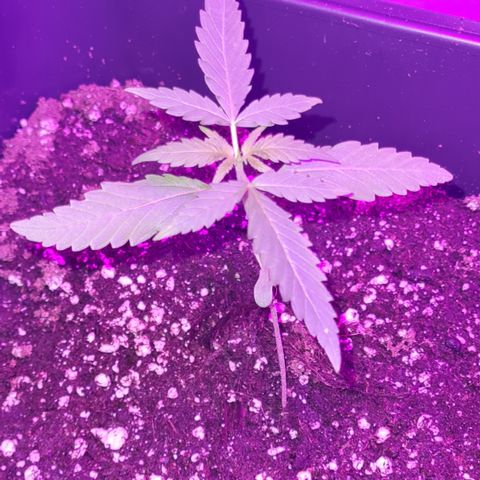 Aurora growlog photo: 20:00 Uhr
