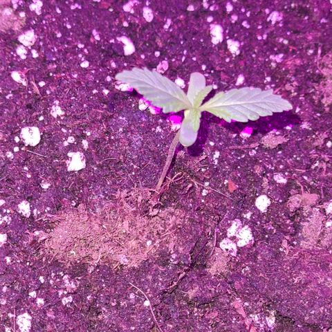Luna growlog timeline photo