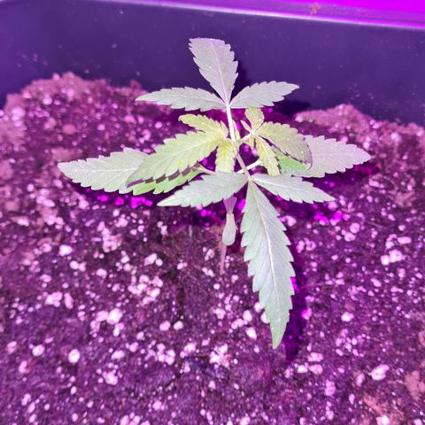Aurora growlog photo: 10:00 Uhr
