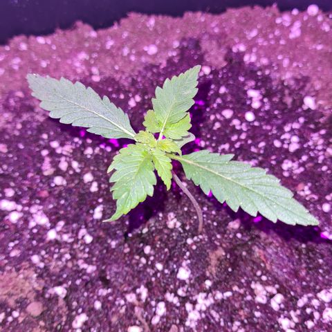 Evergreen growlog photo: 10:00 Uhr