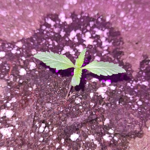 Luna growlog photo: 21:30 Uhr