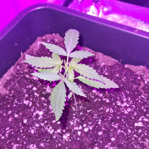 Aurora growlog photo: 21:30
