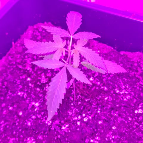 Aurora growlog photo: 6:20