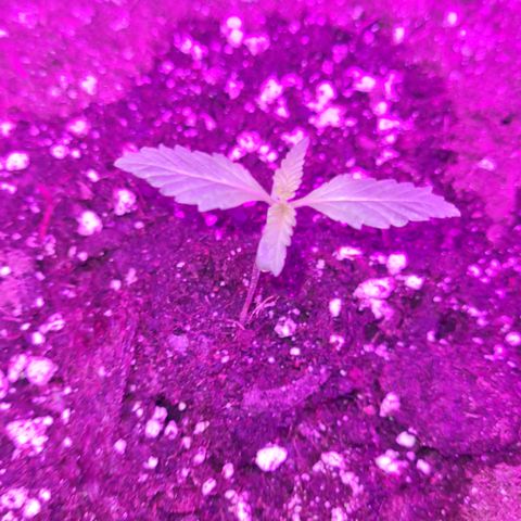 Luna growlog photo: 6:20 