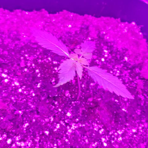 Evergreen growlog photo: 6:20