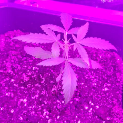 Aurora growlog photo: 10:00 Uhr