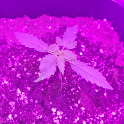 Evergreen growlog photo: 10:00 Uhr