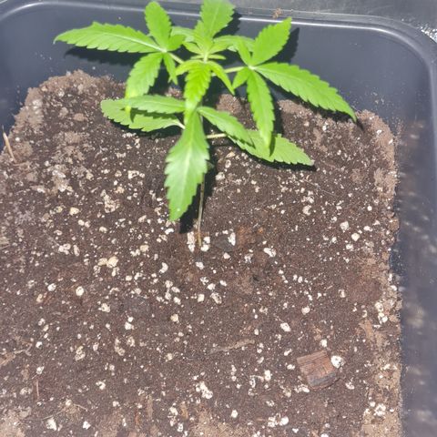 Aurora growlog photo: 21:00 Uhr