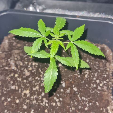 Aurora growlog photo: 21:00 Uhr