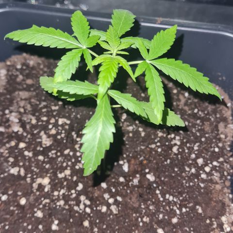 Aurora growlog photo: 21:00 Uhr