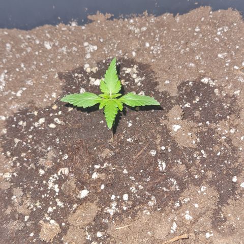 Luna growlog photo: 21:00 Uhr