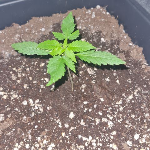 Evergreen growlog photo: 21:00 Uhr