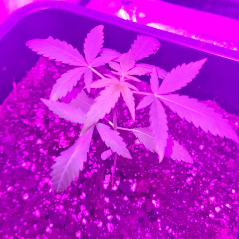 Aurora growlog photo: 10:00 Uhr