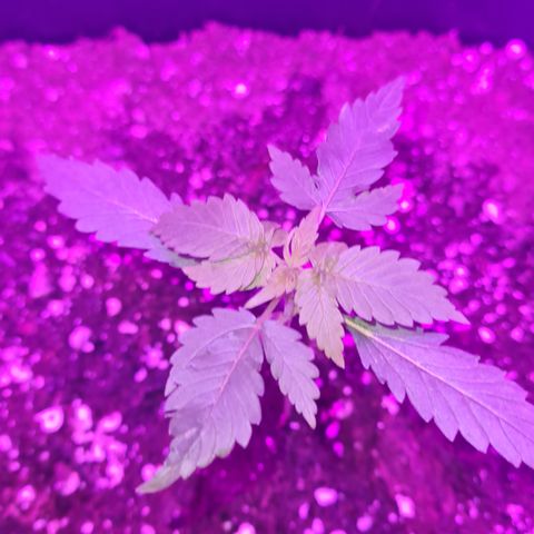 Evergreen growlog photo: 10:00 Uhr