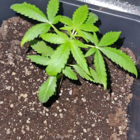Aurora growlog photo: 22:50 Uhr