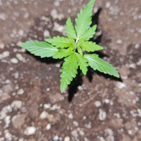 Luna growlog photo: 22:50 Uhr