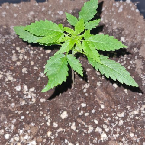 Evergreen growlog photo: 22:50 Uhr
