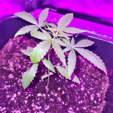 Aurora growlog photo: 21:00 Uhr
