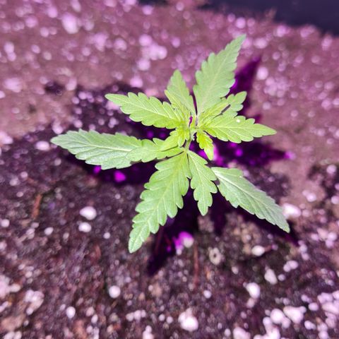 Luna growlog photo: 21:00 Uhr