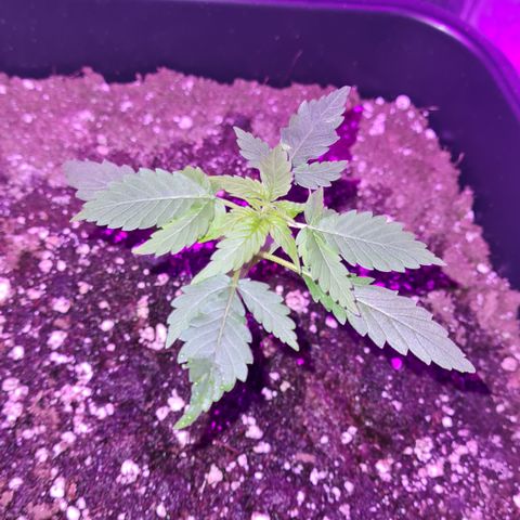 Evergreen growlog photo: 21:00 Uhr