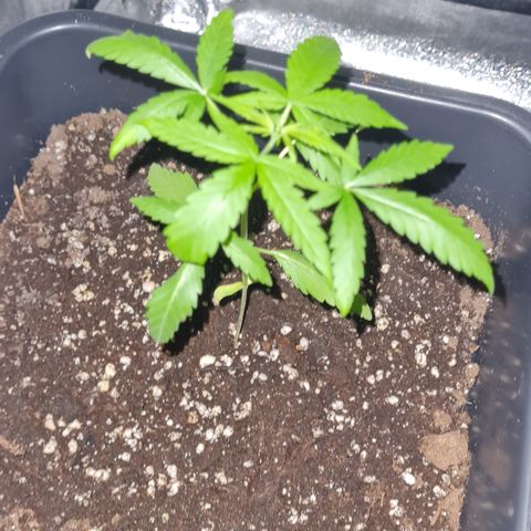 Aurora growlog photo: 22:10 Uhr