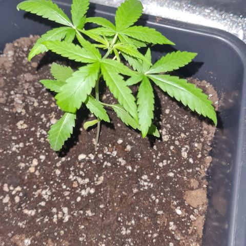 Aurora growlog photo: 22:10 Uhr